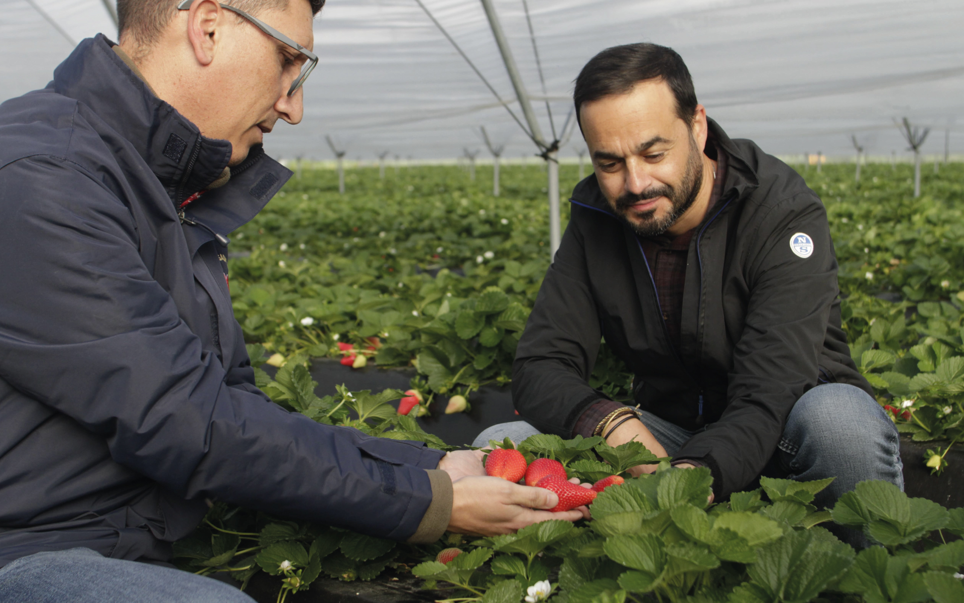 La varietà Marimbella® raggiunge i suoi migliori record di produttività a  Huelva, superando ad aprile i 50.000 chilogrammi di fragole per ettaro in  suolo e i 68.000 fuori suolo. - Nova Siri Genetics